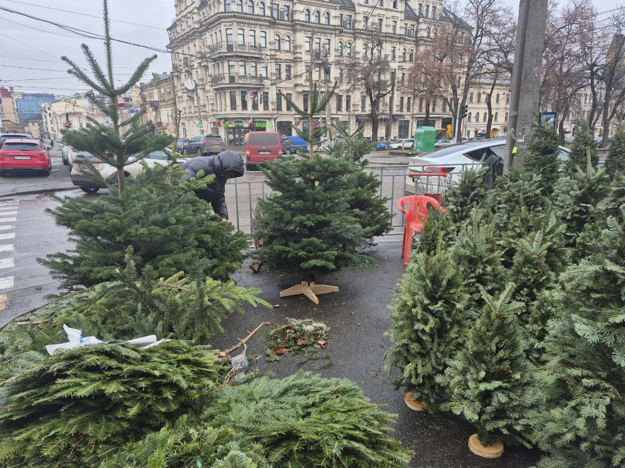 До 7 тисяч за ялинку. Скільки насправді коштують новорічні дерева в Києві